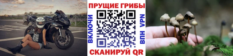 Псилоцибиновые грибы GOLDEN TEACHER  Северск 