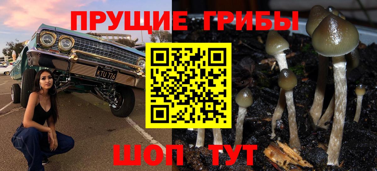 Галлюциногенные грибы прущие грибы  Северск 